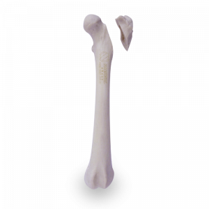FÊMUR ESQUERDO COM CANAL MEDULAR E ESPONJOSO COM FRATURA PROXIMAL - CÃO GRANDE - cód. AV250ESPF2