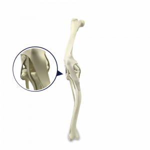 JOELHO DIREITO COM CANAL MEDULAR E ESPONJOSO COM DEFORMIDADE DISTAL VARO E VALGO - CÃO GRANDE - cód. AV259 D