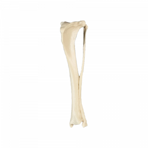 TIBIA ESQUERDA CÃO P - cód. AV260 P