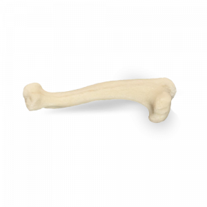UMERO DIREITO COM CANAL MEDULAR -CÃO P - cód. AV301 P