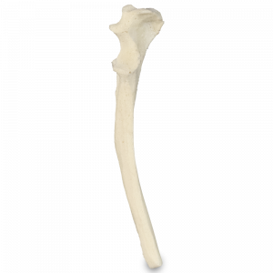 ULNA DIREITA CÃO PEQUENO - cód. AV320 P