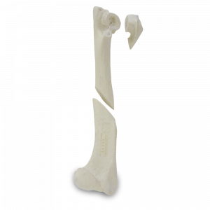 ÚMERO ESQUERDO COM CANAL MEDULAR E ESPONJOSO COM FRATURAS MÚLTIPLAS - CÃO GRANDE - cód. AV350ESPF1