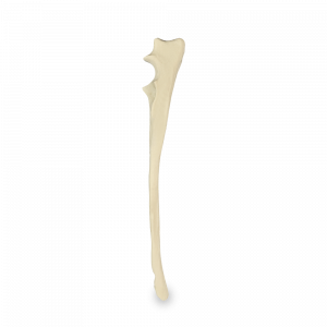 ULNA ESQUERDA - CÃO GRANDE - cód. AV370 
