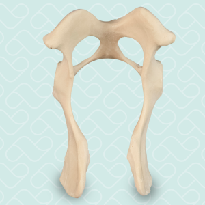 PELVIS - D/E - CÃO P - cód. AV402 P