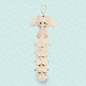 COLUNA CERVICAL - CÃO GRANDE - cód. AV410