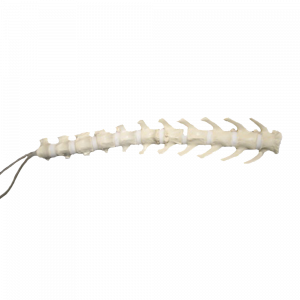 COLUNA LOMBAR + VERTEBRAS T11 A T13 - CÃO GRANDE - cód. AV417