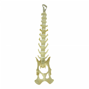COLUNA LOMBAR + VERTEBRAS T11 A T13 + BACIA FIXA - CÃO GRANDE - cód. AV420