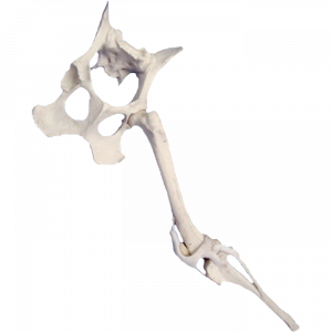 BACIA FIXA + MEMBRO POSTERIOR ESQUERDO - CÃO GRANDE - cód. AV660