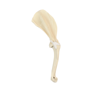 OMBRO DIREITO COM CANAL MEDULAR E ESPONJOSO - CÃO GRANDE - cód. AV720ESP