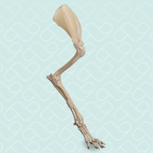 MEMBRO ANTERIOR DIREITO COMPLETO COM CANAL MEDULAR E ESPONJOSO - CÃO GRANDE - cód. AV725ESP