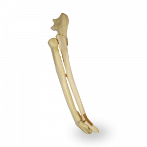ANTEBRAÇO ESQUERDO COM FRATURA OLECRANO E TRANSVERSA DISTAL - CÃO GRANDE - cód. AV730EF1