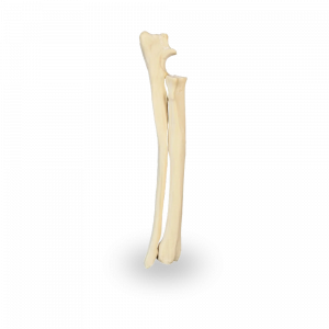 ANTEBRAÇO DIREITO COM CANAL MEDULAR - CÃO GRANDE - cód. AV731 D