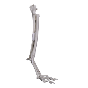 PUNHO ESQUERDO COM CANAL MEDULAR - CÃO GRANDE - cód. AV745B