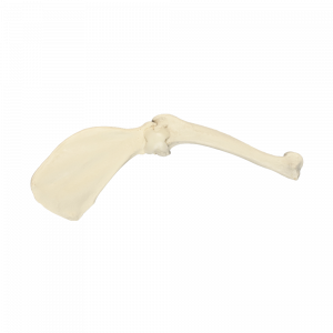 OMBRO ESQUERDO COM CANAL MEDULAR E ESPONJOSO - CÃO GRANDE - cód. AV770ESP
